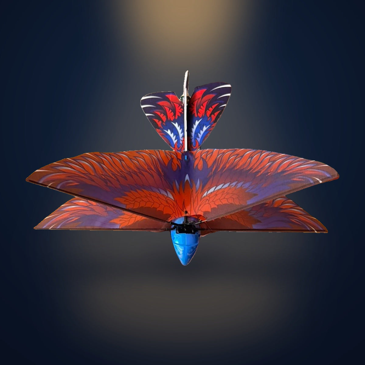 The real Solis Falco from behind, showing the fan-shaped forked tail on its white tail boom