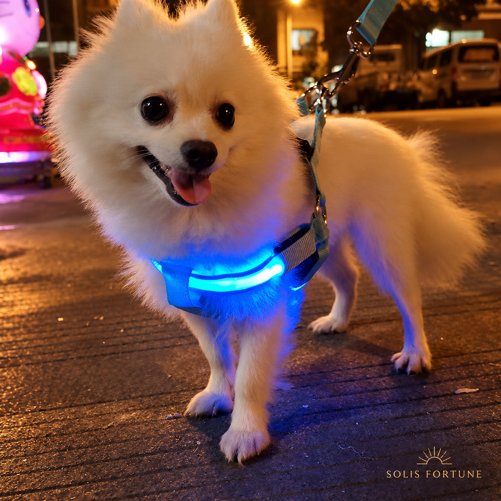 Solis Beamwalk — small dog wearing a glowing blue LED harness at night