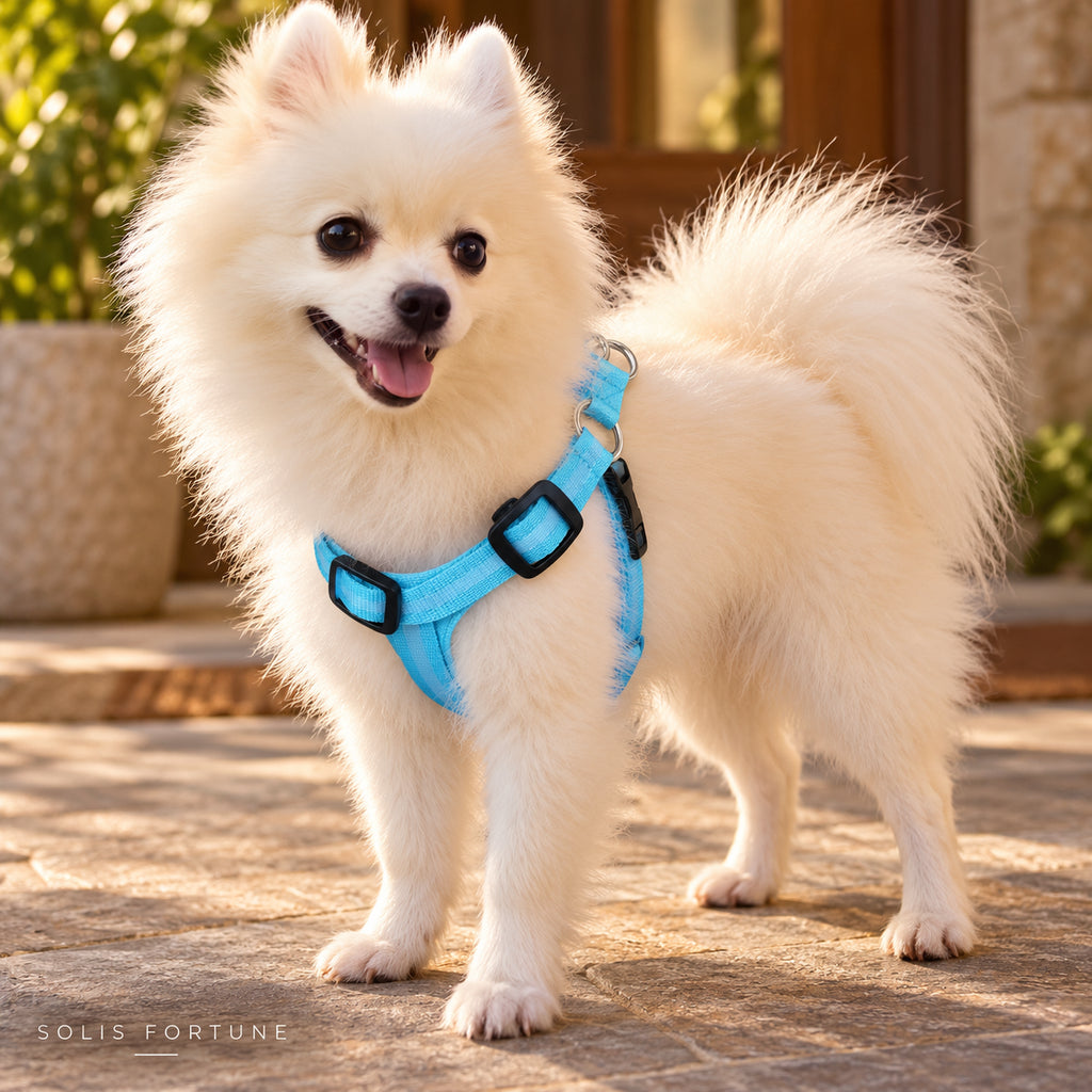 Solis Beamwalk - small dog wearing the blue battery LED harness