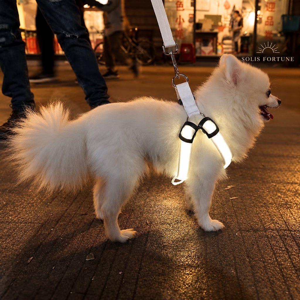 Solis Beamwalk — dog walking at night in a white glowing LED harness