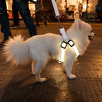 Solis Beamwalk — dog walking at night in a white glowing LED harness