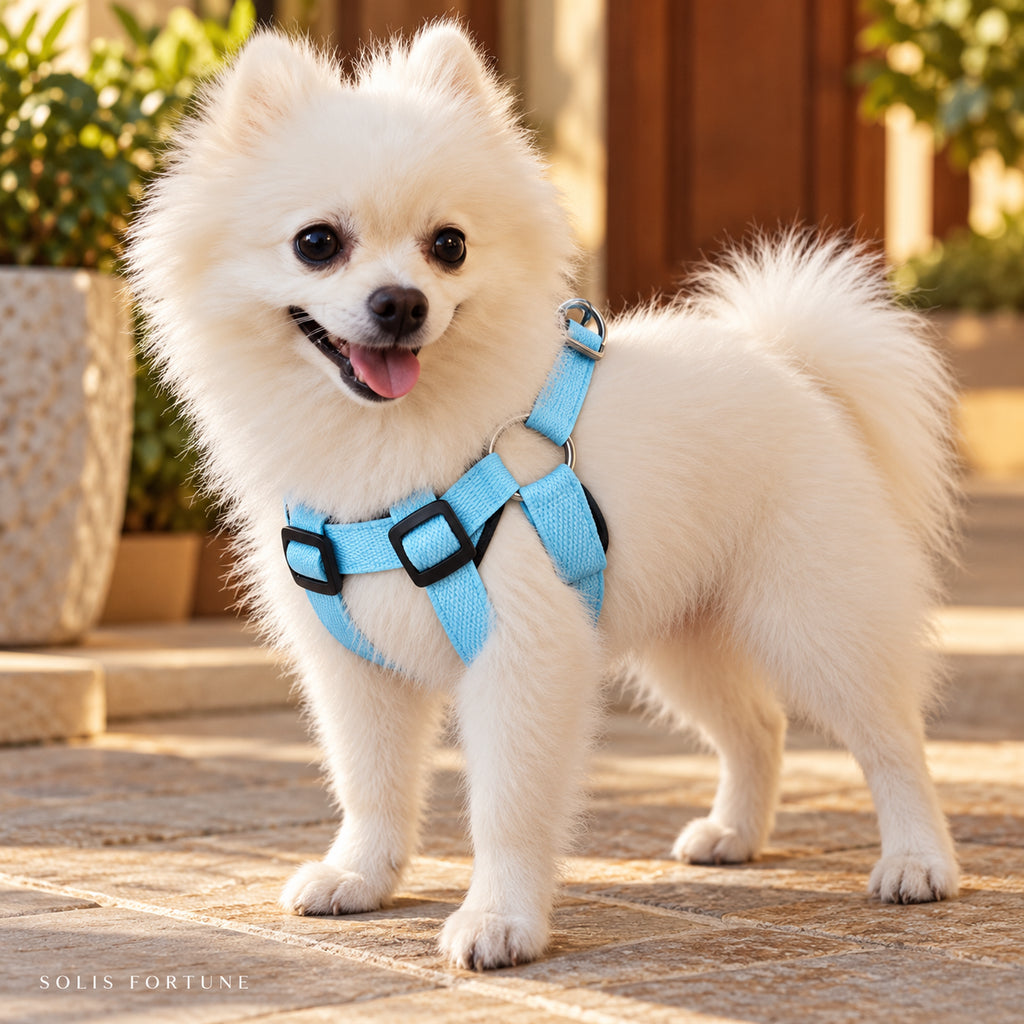 Solis Beamwalk - small dog wearing the blue battery LED harness