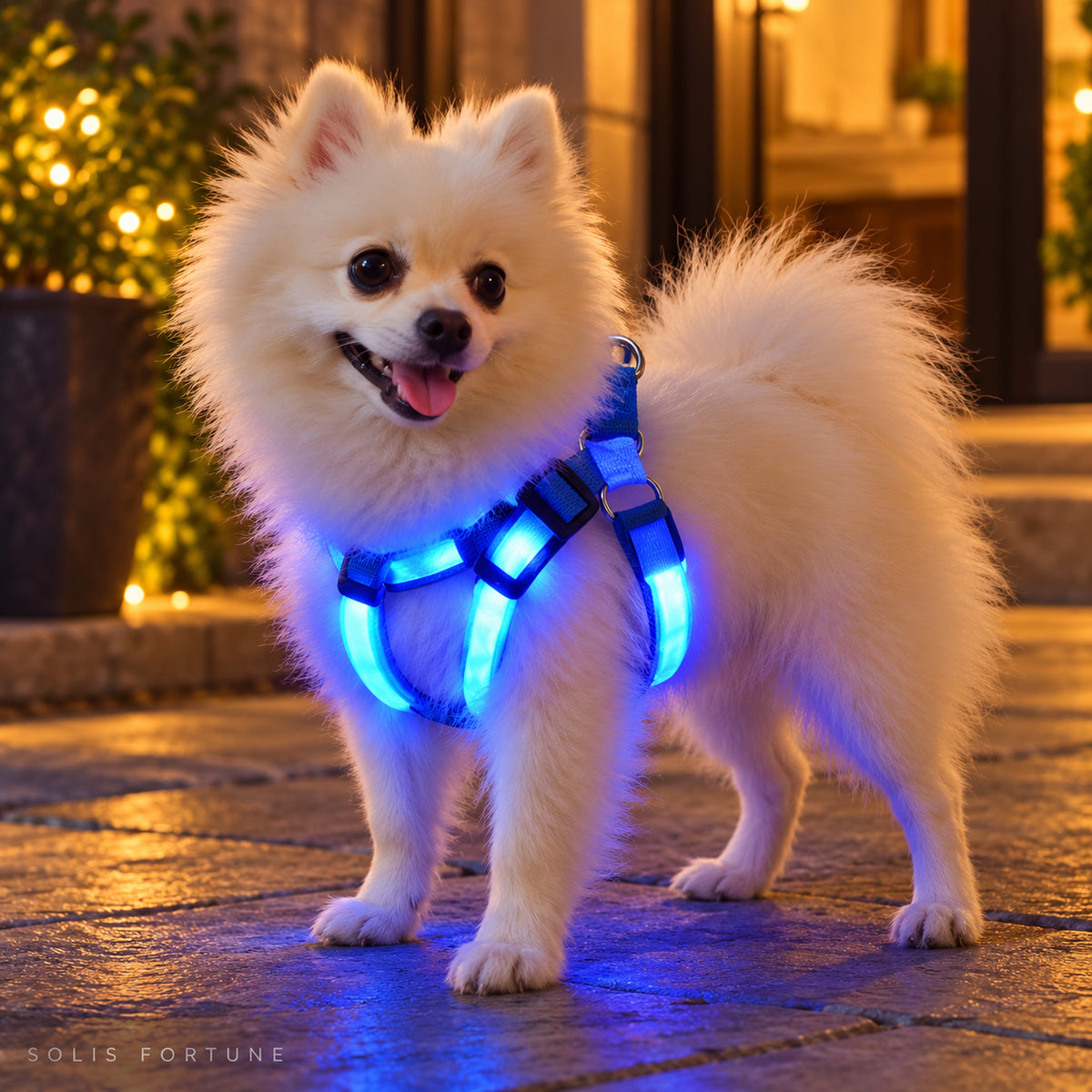 Solis Beamwalk - small dog wearing the blue usb rechargeable LED harness