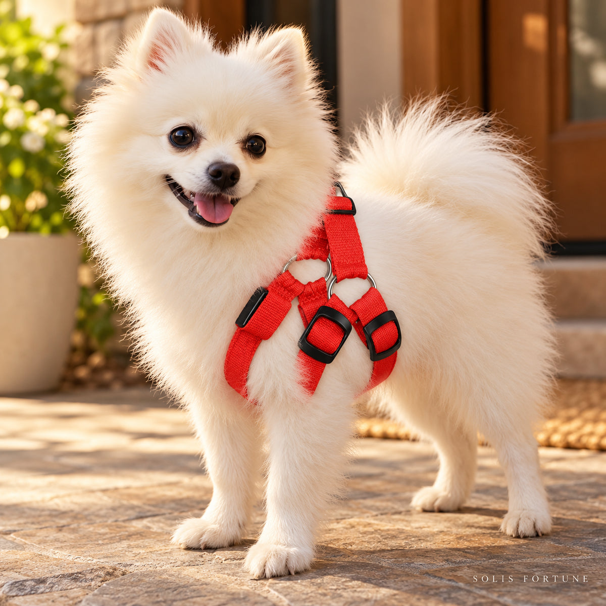 Solis Beamwalk - small dog wearing the red battery LED harness