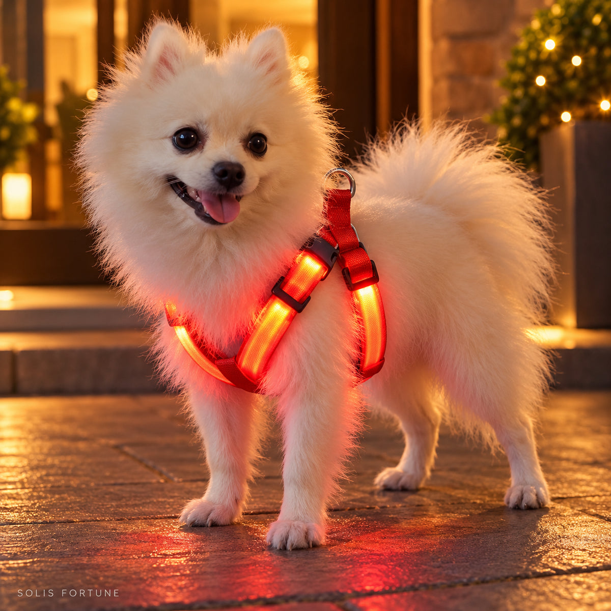 Solis Beamwalk - small dog wearing the red usb rechargeable LED harness
