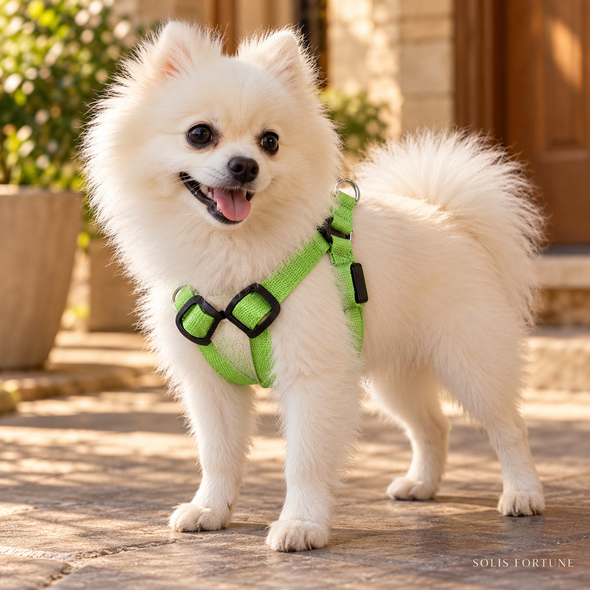 Solis Beamwalk - small dog wearing the green battery LED harness