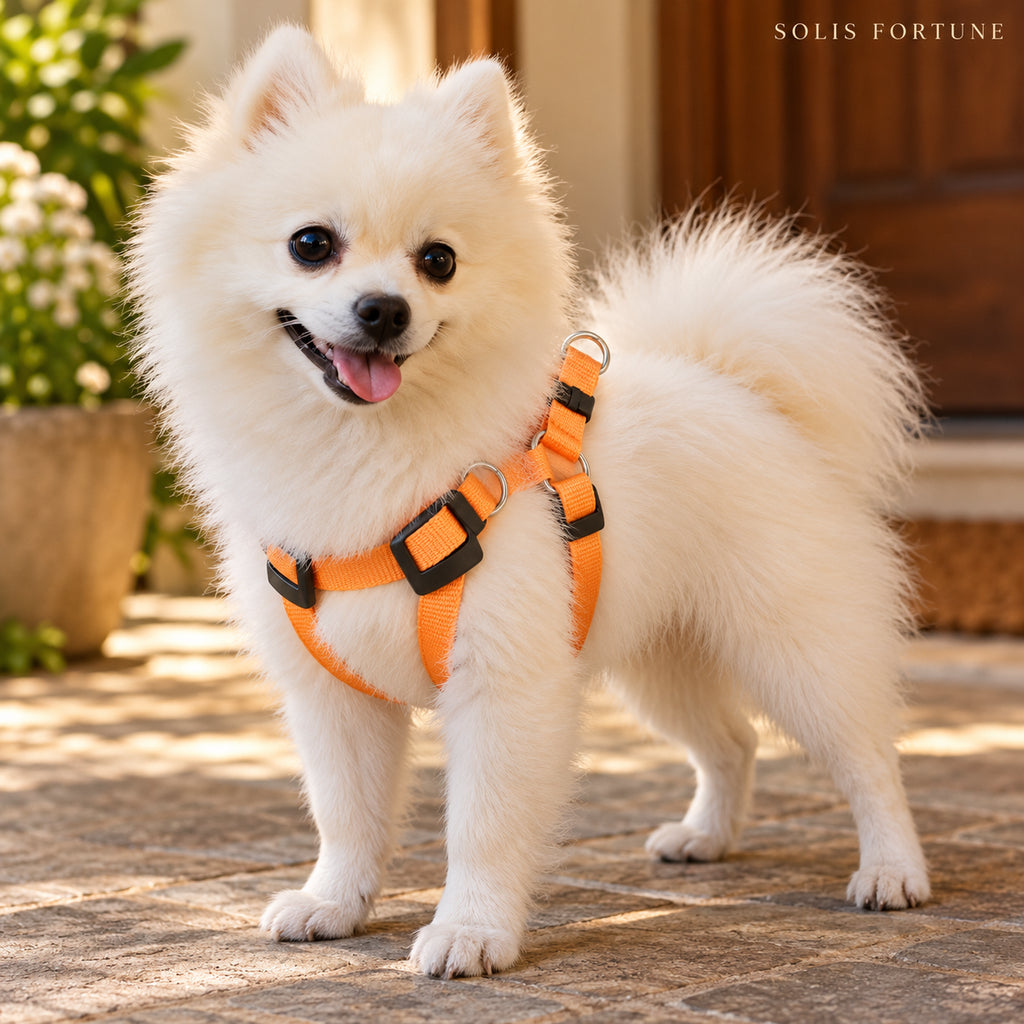 Solis Beamwalk - small dog wearing the orange battery LED harness