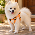 Solis Beamwalk - small dog wearing the orange battery LED harness