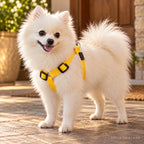 Solis Beamwalk - small dog wearing the yellow battery LED harness