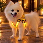Solis Beamwalk - small dog wearing the yellow usb rechargeable LED harness