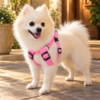 Solis Beamwalk - small dog wearing the pink battery LED harness