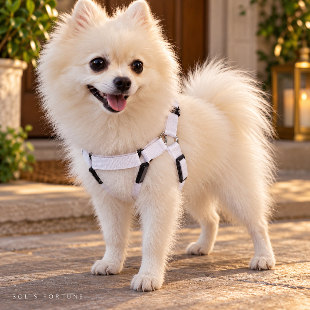 Solis Beamwalk - small dog wearing the white battery LED harness