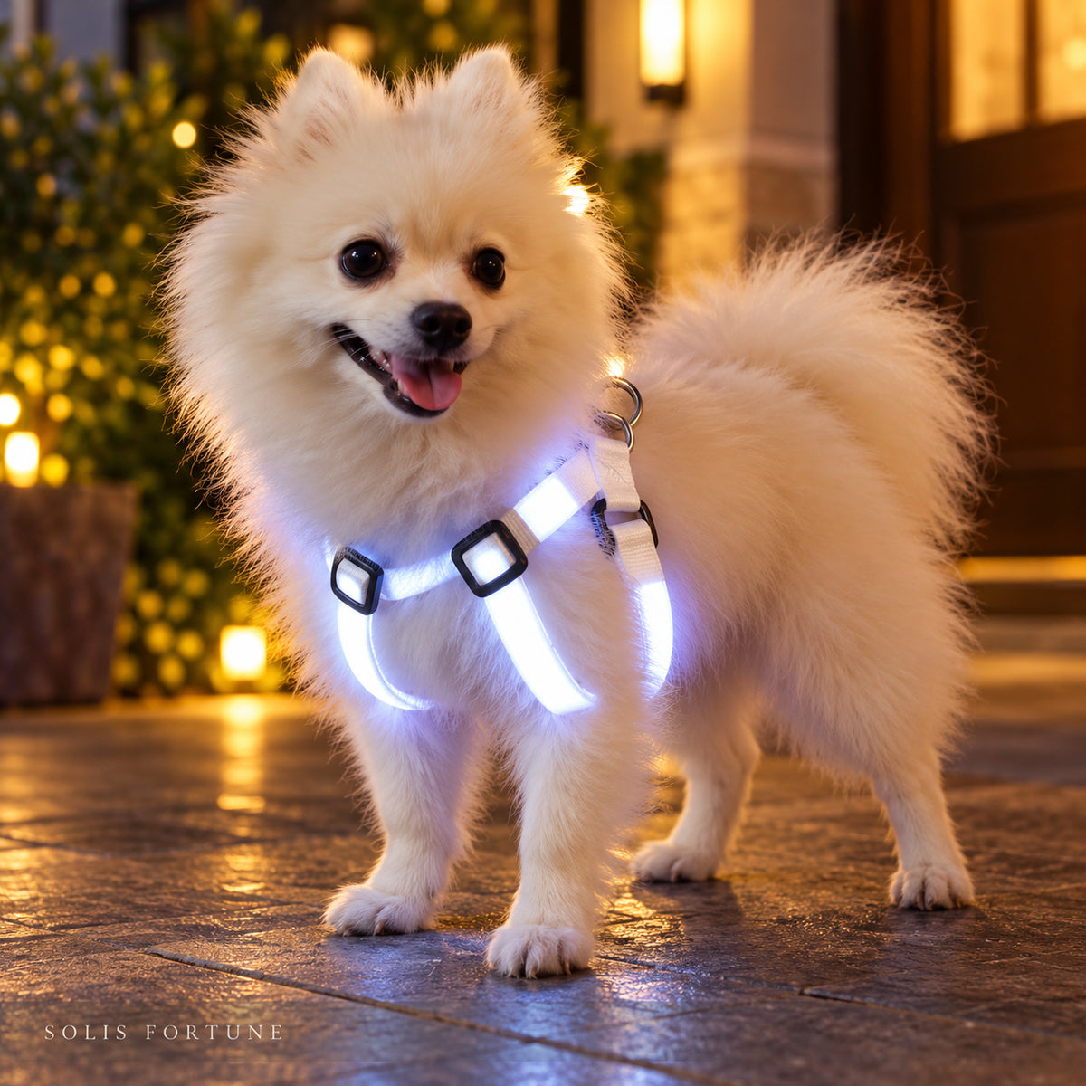Solis Beamwalk - small dog wearing the white usb rechargeable LED harness