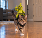 Grinch dog costume — Cat wearing the Grinch pet costume in the living room, Solis Grump Rider