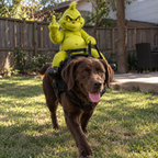 Chocolate lab wearing the Grinch dog costume in the garden, Solis Grump Rider