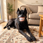 Solis Pawgrin — black dog lying on a rug wearing the funny teeth mask